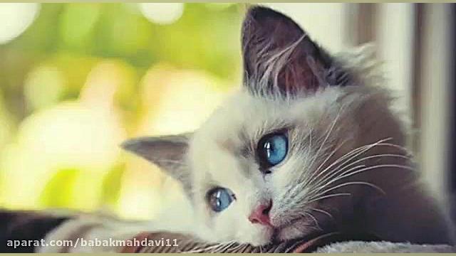 دانلود آهنگ محسن چاوشی