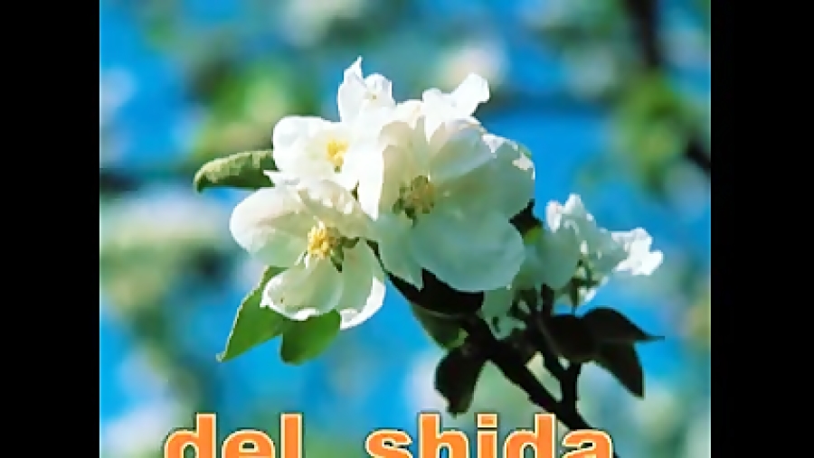 شیدا
