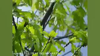 بعد رفتنت