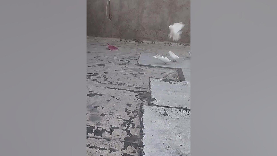 جهان بیمار