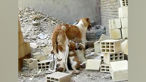 مهر مادری