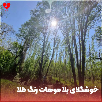 خوشگلای بلا موهات رنگ طلا