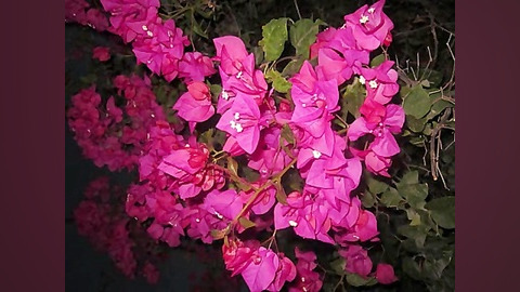 دلتنگم زیاد