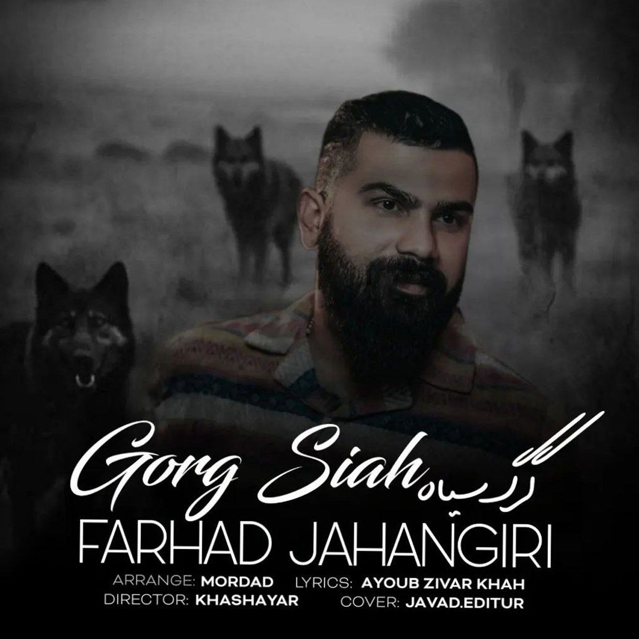 گرگ سیاه