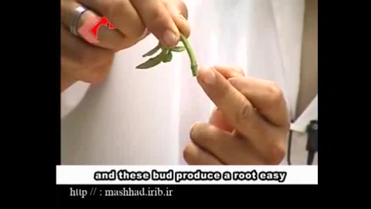 گل یخ