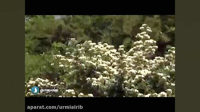 یاریم
