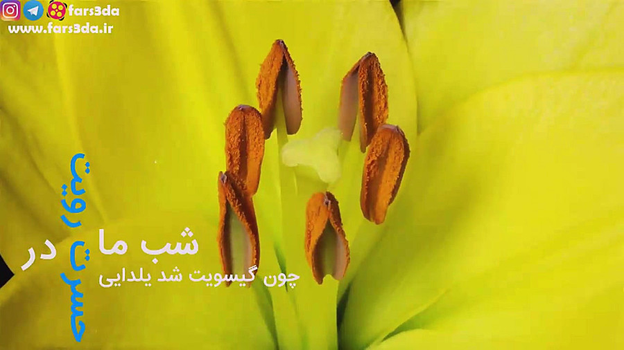 دل آرا