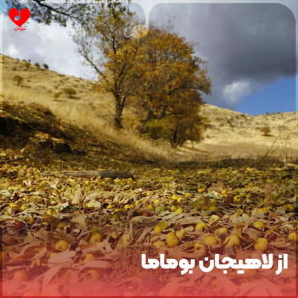 از لاهیجان بوماما
