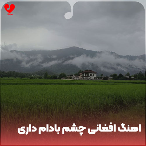 افغانی چشم بادام داری