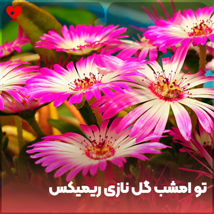 اهنگ تو امشب گل نازی