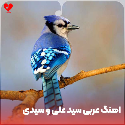 اهنگ عربی سید علی و سیدی