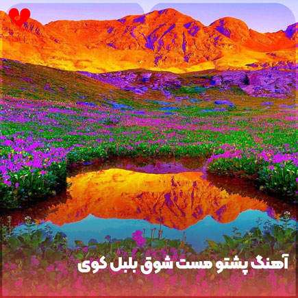 اهنگ پشتو مست شوق بلبل کوی