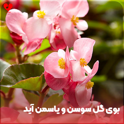 بوی گل سوسن و یاسمن آید