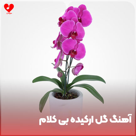 بی کلام آهنگ گل ارکیده