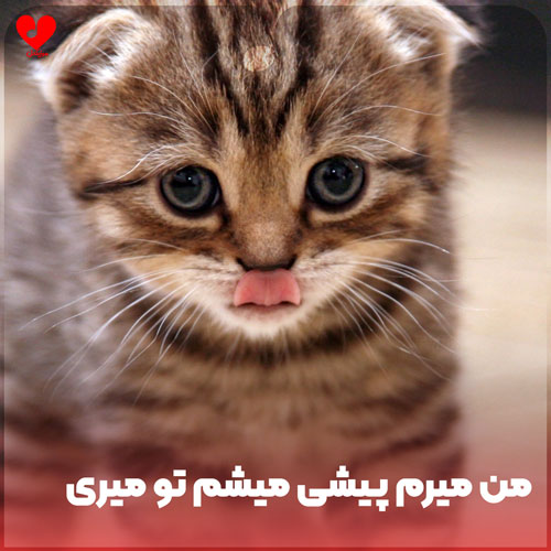 من میرم پیشی میشم