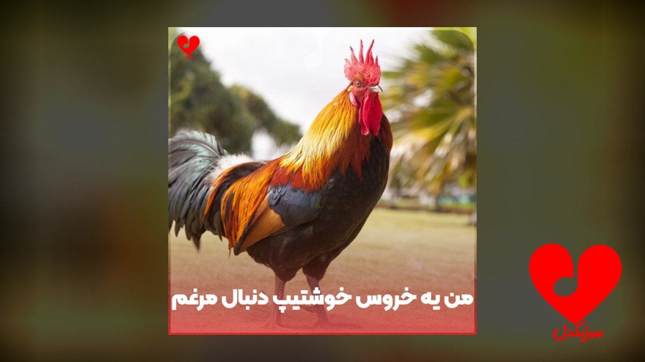 من یه خروس خوشتیپ دنبال مرغم
