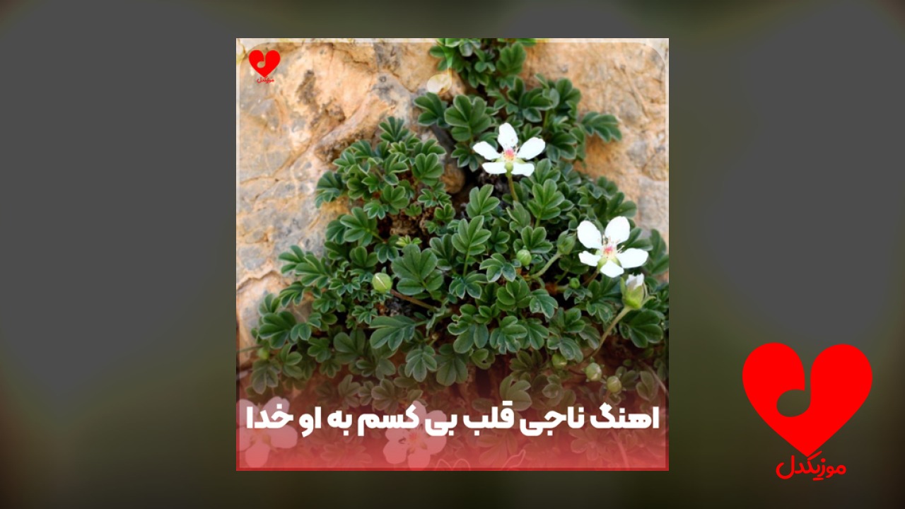 ناجی قلب بی کسم