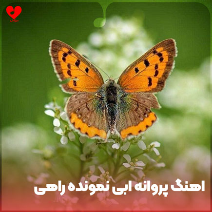 پروانه آبی نمونده راهی