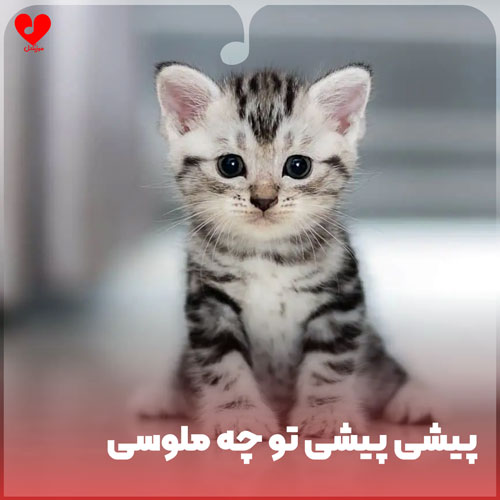 پیشی پیشی تو چه
