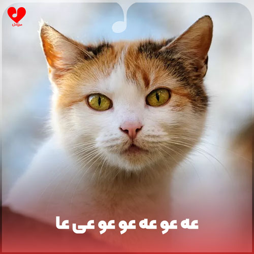 عه عو عه عو
